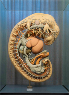 3D Modell Embryo